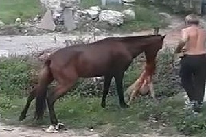 جنگ وحشیانه و خونین سگ و اسب