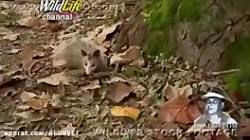 بهترین شکار حیوانات واقعی و ترسناک