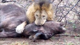 حیوانات وحشی 2019 - بهترین نبرد حماسی از کفتار با یوزپلنگ نبینی ضرر کردی