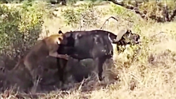 زیبا ترین نبرد حیوانات وحشی با یک دیگر!!!!