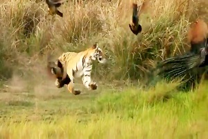 شکار های جالب دیدنی حیوانات که اتفاقی توسط دوربین ضبط شده