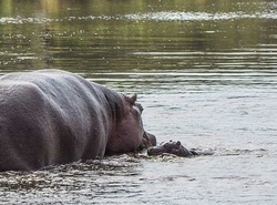 نجات اهو توسط اسب ابی از دست کروکودیل