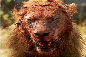 وحشی ترین شکار های دنیا حیوانات وحشی